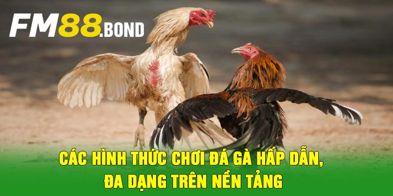 Các hình thức chơi đá gà hấp dẫn, đa dạng trên nền tảng