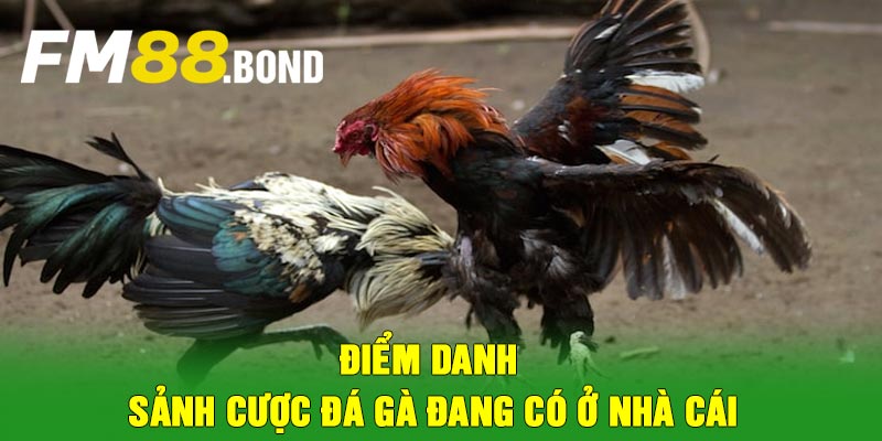 Điểm danh sảnh cược đá gà đang có ở nhà cái
