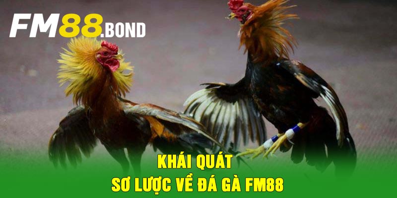 Khái quát sơ lược về đá gà Fm88