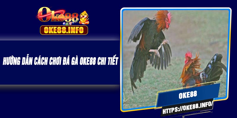 Hướng Dẫn Cách Chơi Đá Gà OKE88 Chi Tiết